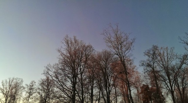 Växjöträd om morgonen